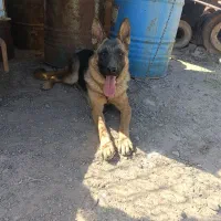 ژرمن ماده|سگ|قزوین, |دیوار