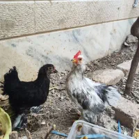 مرغ و خروس یوسل بلژیکی