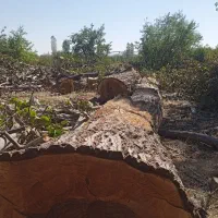 خرید چوب|خدمات باغبانی و درختکاری|ارومیه, |دیوار