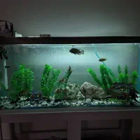 فروش آکواریوم با تمامی وسایل