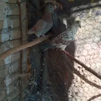 پرنده|پرنده|جوادآباد, |دیوار