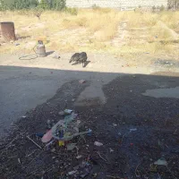 بوقلمون جوان