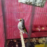 سقا|پرنده|کرمان, |دیوار