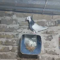 کفتر طوقی|پرنده|فریمان, |دیوار