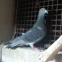 عربستان ابوناصر