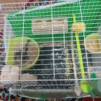 یک جفت قناری نر ماده