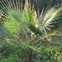 پالم زمینی|فعالیت داوطلبانه|کلاچای, |دیوار