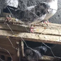 کبوترکلاغی|پرنده|معصومیه, |دیوار