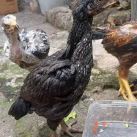 جوجه لاری اصیل|حیوانات مزرعه|رشت, قاسمیه|دیوار