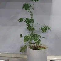 گل عطر شاه سرسبز ریشه دار|گل و گیاه طبیعی|ارومیه, |دیوار