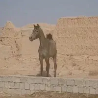 اسب|اسب و تجهیزات اسب‌سواری|حبیب آباد, |دیوار