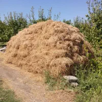 یونجه