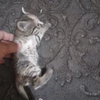 بچه گربه خونگی ۲ماهه