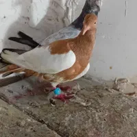 کفتر رنگی قزوینی