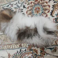 فروش توله سگ پامر خرسی یا معاوضه|سگ|برخوار, |دیوار