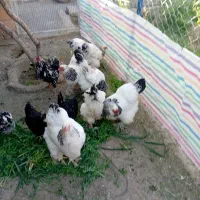 مرغ برهما لایت