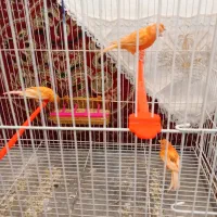 سلام 17عدد قناری درجه یک سالم بضمانت  فروشی|پرنده|تربت‌حیدریه, هاشمی‌نژاد|دیوار