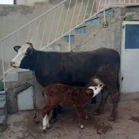 گاو گوساله سمیتال جوان