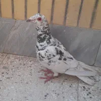 سار نر|پرنده|سبزوار, فقیه سبزواری|دیوار