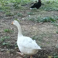 قوغاز چینی|پرنده|قزوین, |دیوار