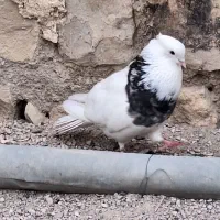 طوق|پرنده|چوار, |دیوار
