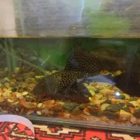 گربه ماهی کت اسپرت ۲۵ سانت|ماهی|مشهد, ایثار|دیوار