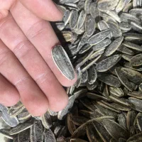 تخمه کدو آجیل چهار مغز خرما کشمش بادوم زمینی پخش