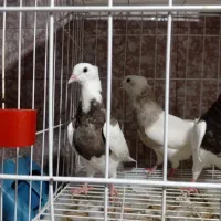 کبوتر|پرنده|دهدشت, |دیوار