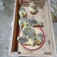 قو غاز وجوجه قو غاز