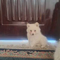 سگ اشپیتز پامر خرسی