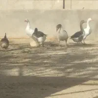 فروش قاز محلی در سقز