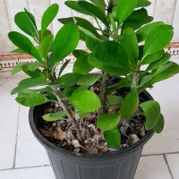 شاداب وزیبا|گل و گیاه طبیعی|آباده, |دیوار