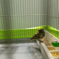 گلبسر نر جفتی