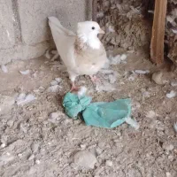 طوقی ماده|پرنده|جیرفت, |دیوار