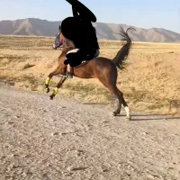 مادیان دره شور درجه یک