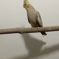 عروس هلندی 2ماهه