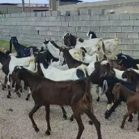 فروش بز افغانی اصلی و نژدی