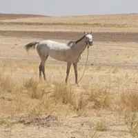مادیون جوان سالم وسرحال