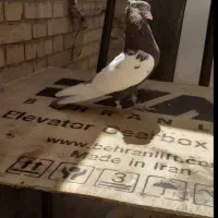 کبوتر|پرنده|شیراز, پانصد دستگاه ارتش|دیوار
