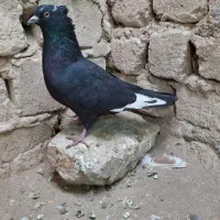 کفتر رنگی|پرنده|قم, نیروگاه|دیوار