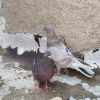 کبوتر پرشی