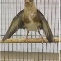 جوجه سهره و سهره قناری