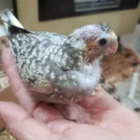 جوجه عروس هلندی سرلاکی همه رنگ