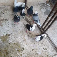 کبوتر فروشی|پرنده|اصفهان, باغ فدک|دیوار