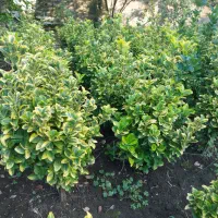 شمشاد طلایی زمینی|گل و گیاه طبیعی|رودسر, |دیوار