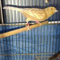 قناری ماده جفتی سره