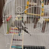 عروس هلندی|پرنده|تهران, ارم|دیوار