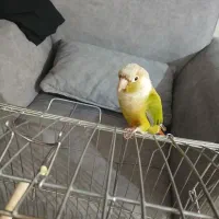 گرینچیک آناناسی|پرنده|ابهر, |دیوار