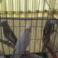 عروس هلندی بالغ