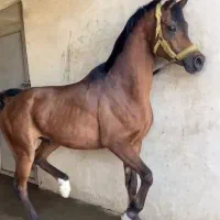 نریان عرب مصری دوسر وارداتی|اسب و تجهیزات اسب‌سواری|شهریار, شهرک مصطفی خمینی|دیوار